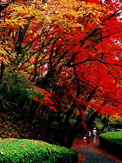 有田町歴史民俗資料館の紅葉