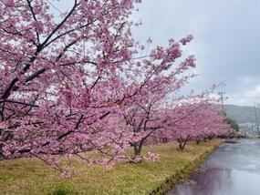 ブログ「準備の裏側」に「【2025年桜の開花情報】チャイナ・オン・ザ・パークの河津桜 Vol.5」をUPしました。