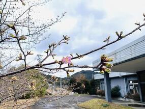 ブログ「準備の裏側」に「【2025年桜の開花情報】チャイナ・オン・ザ・パークの河津桜 Vol.3」をUPしました。