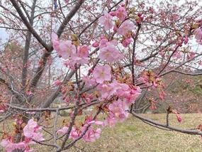 ブログ「準備の裏側」に「【2025年桜の開花情報】チャイナ・オン・ザ・パークの河津桜 Vol.4」をUPしました。