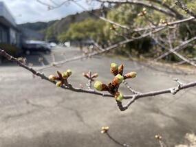 ブログ「準備の裏側」に「【2025年桜の開花情報】チャイナ・オン・ザ・パークの河津桜 Vol.2」をUPしました。